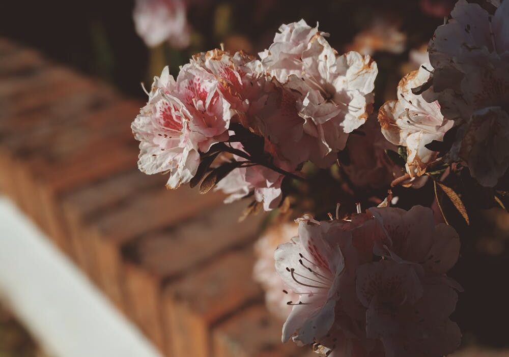 TikTok istatistik okuma analytics analiz metrikleri