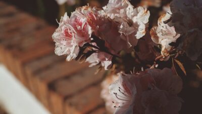 TikTok istatistik okuma analytics analiz metrikleri