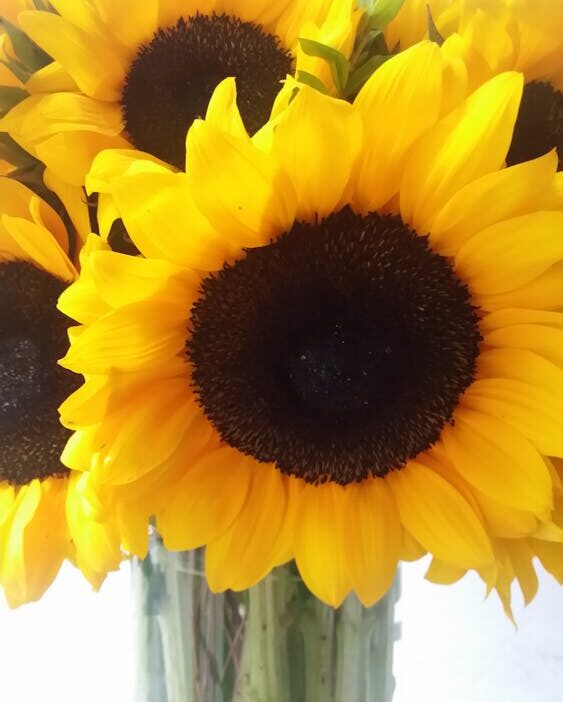 X Twitter trend topic stratejileri viral tweet